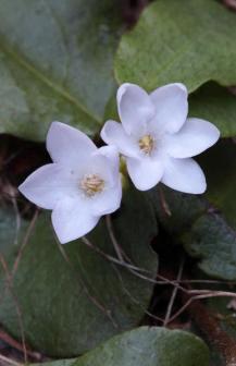 Trailing Arbutus